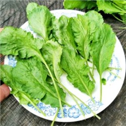 Кресс-салат Старый Голландский — Dutch Broadleaf Cress (100 семян)