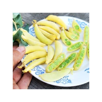 Золотой Императорский Сахарный Снеп Горох — Imperial Golden Sugar Snap Peas (10 семян)