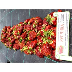 Купчиха (земклуника), 6 шт.