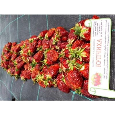 Купчиха (земклуника), 6 шт.