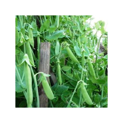 Горох Мангетоут Сладкая Сенсация — Mangetout Peas Sweet Sensation (10 семян)