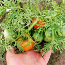 Помидоры Верблюжёнок Трудяга — Camel Hardworker Tomato (10 семян)