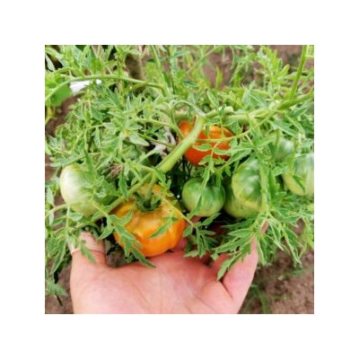 Помидоры Верблюжёнок Трудяга — Camel Hardworker Tomato (10 семян)