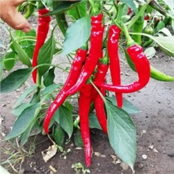 Перец Кайенский Длинный Джо — Joe’s Long Cayenne (10 семян)