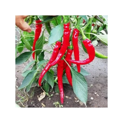 Перец Кайенский Длинный Джо — Joe’s Long Cayenne (10 семян)