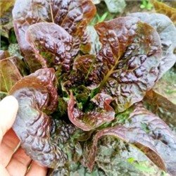 Ирландский Салат Маленький Леприкон — Little Leprechaun Lettuce (50 семян)