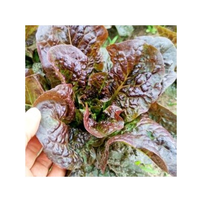 Ирландский Салат Маленький Леприкон — Little Leprechaun Lettuce (50 семян)