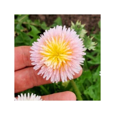 РОЗОВЫЙ Одуванчик — Taraxacum pseudoroseum (20 семян)