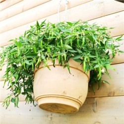 Ампельный Карликовый Горшечный Острый Перчик (5 семян)