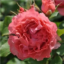 Роза Коралл Желе 1шт (шраб) кораллово-розовая