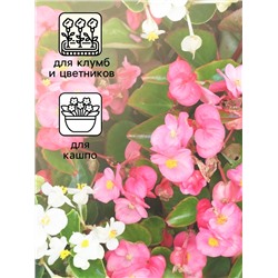 Семена цветов Бегония вечноцветущая "Сенатор F1", смесь, О, 10 шт