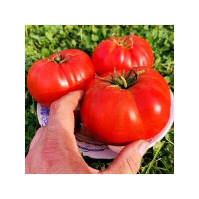 Помидоры Ранневесенний Король — Spring King Early Tomato (10 семян)