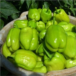 Перец Долма Турецкий — Dolma Biber (10 семян)