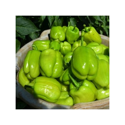 Перец Долма Турецкий — Dolma Biber (10 семян)