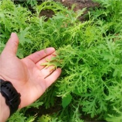 Карашина — Японский Салат Золотые Кружева — からし菜 (100 семян)