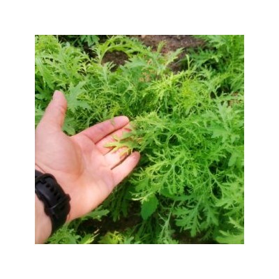 Карашина — Японский Салат Золотые Кружева — からし菜 (100 семян)