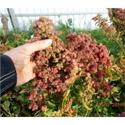 Киноа (Quinoa) — Зерновая Лебеда — Смесь Раннеспелых Сортов (300 семян)