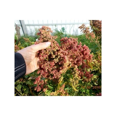 Киноа (Quinoa) — Зерновая Лебеда — Смесь Раннеспелых Сортов (300 семян)