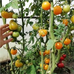 Помидоры — Golden Sunrise — Золотой Рассвет (10 семян)