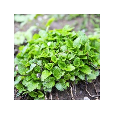 Настоящая Многолетняя Мелисса Лекарственная — Melissa officinalis (50 семян)