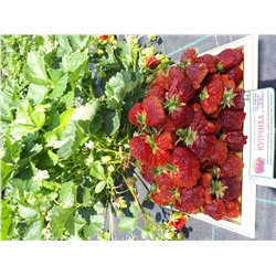 Купчиха (земклуника), 6 шт.