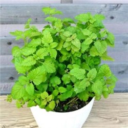 Настоящая Многолетняя Мелисса Лекарственная — Melissa officinalis (50 семян)