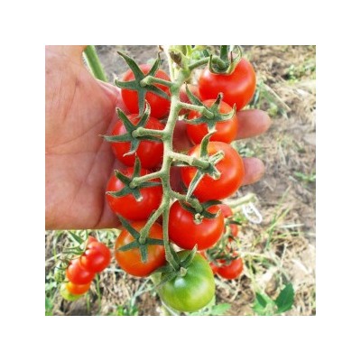Коктейльные Черри Помидоры Tomato Tommy Toe — ТоматоТомаТой (10 семян)