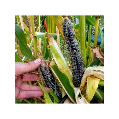 Чёрная Кукуруза Ацтеков — Black Aztec Corn (20 семян)