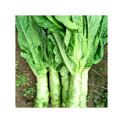 Кельтук — Китайский Спаржевый Салат — 莴笋 — Celtuce Lettuce (50 семян)