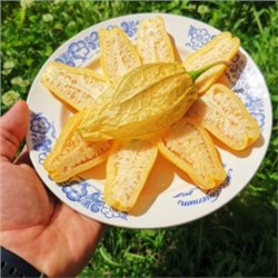 Физалис КОРОЛЕВА МАЛИНАЛЬКО Queen of Malinalco Tomatillos (15 семян)