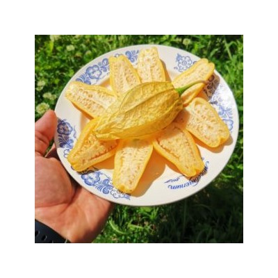 Физалис КОРОЛЕВА МАЛИНАЛЬКО Queen of Malinalco Tomatillos (15 семян)
