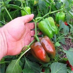 Перец Долма Турецкий — Dolma Biber (10 семян)