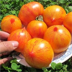 Помидоры Kozula 137 Bicolor — Козуля 137 двухцветная (10 семян)