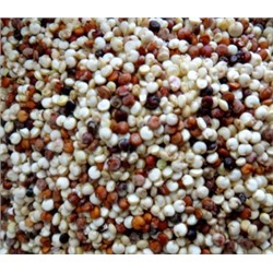 Киноа (Quinoa) — Зерновая Лебеда — Смесь Раннеспелых Сортов (300 семян)