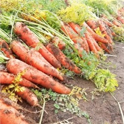 Морковь — Местная Отборная (300 семян)