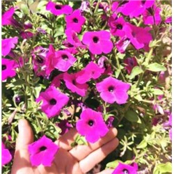 Петуния Фиалковая Дикая — Wild Violet Petunia (100 семян)