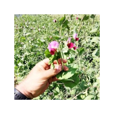 Снеп Горох Усатый Весенний Румянец — Snap Spring Blush Tendril Pea  (10 семян)