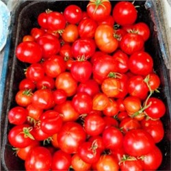 Пестролистные Помидоры Гендальф — Gandolf Variegated Tomato (10 семян)