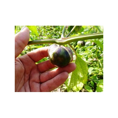 Физалис Фиолетовый — Purple Tomatillo (20 семян)