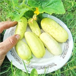 Белый Корнишон из Старого Парижа — Concombre Blanc Le Parisien (10 семян)