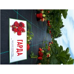 Гарда (крупномер), 6 шт.