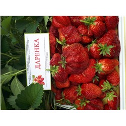 Даренка, 6 шт.