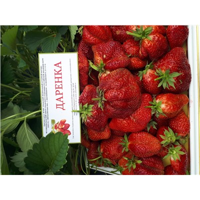 Даренка, 6 шт.