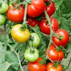 Помидоры Тамина Яблонька России — Tamina Tomato (10 семян)