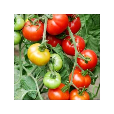 Помидоры Тамина Яблонька России — Tamina Tomato (10 семян)