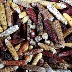 Кукуруза Индейцев Кочити — Cochiti Popcorn (25 семян)