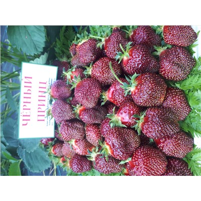 Черный принц, 6 шт.