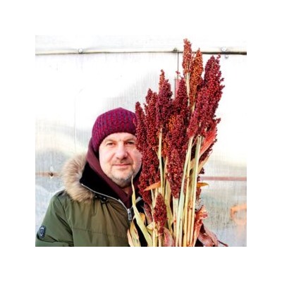Ба-Е-Цы Северное Зерновое Сорго — Ba-Ye-Qi Sorghum (30 семян)
