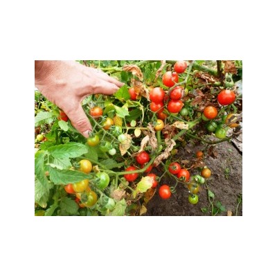 Помидоры — Crazy Cherry Tomato (10 семян)