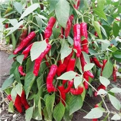 Знаменитый Перец- Pepperoncini (Pepperoncini) Greek (10 семян)